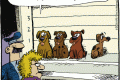 bad dog