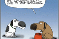 dog bowls