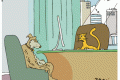 dog cat chase