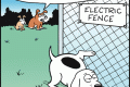 dog electric fence