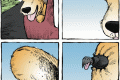 dog flea window