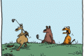 dog golf
