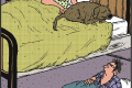 dog out of bed
